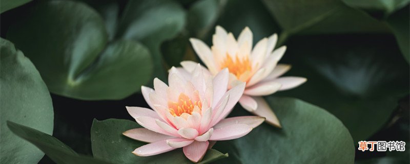 有接天莲叶相伴是哪朝诗人写的 有接天莲叶相伴是哪个朝代诗人写的
