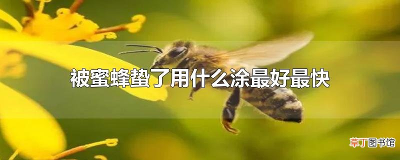 被蜜蜂蛰了用什么涂最好最快