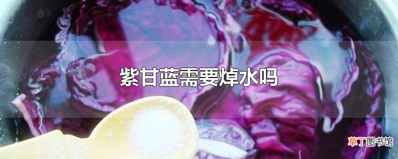 紫甘蓝需要焯水吗
