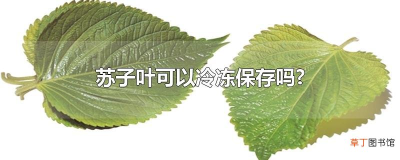 苏子叶可以冷冻保存吗?