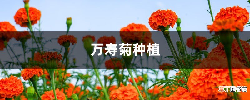 万寿菊种植方法