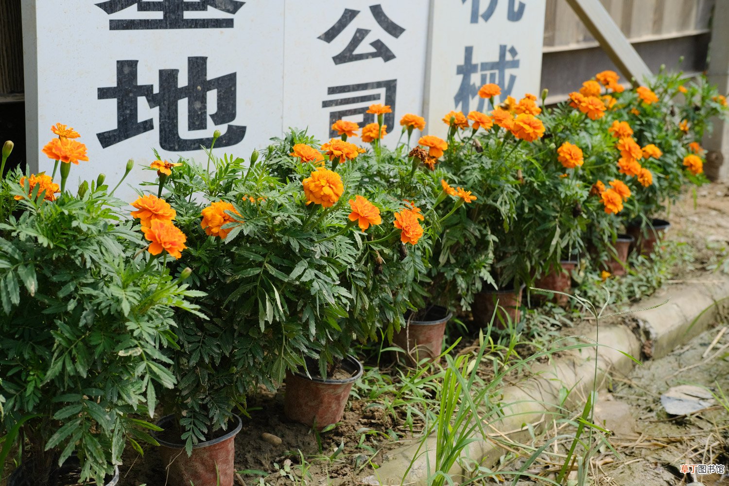 万寿菊种植方法