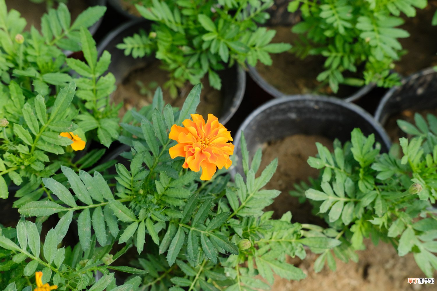 万寿菊种植方法