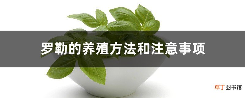 罗勒的养殖方法和注意事项