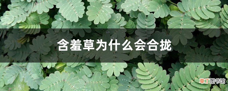 含羞草为什么会合拢，真的是因为害羞吗