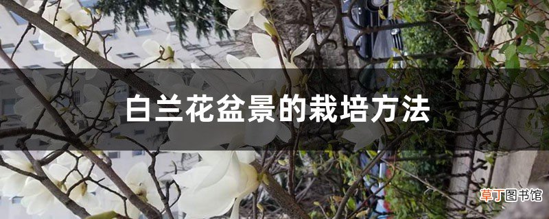 附白兰花图片 白兰花盆景的栽培方法