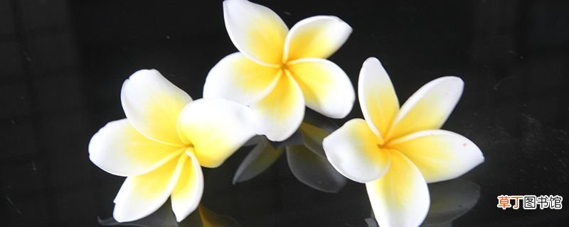 鸡蛋花树果实可以种吗