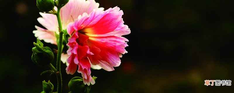 芙蓉花的养殖方法和注意事项