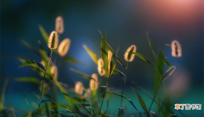 三顾茅庐翻译成现代文 三顾茅庐怎么翻译