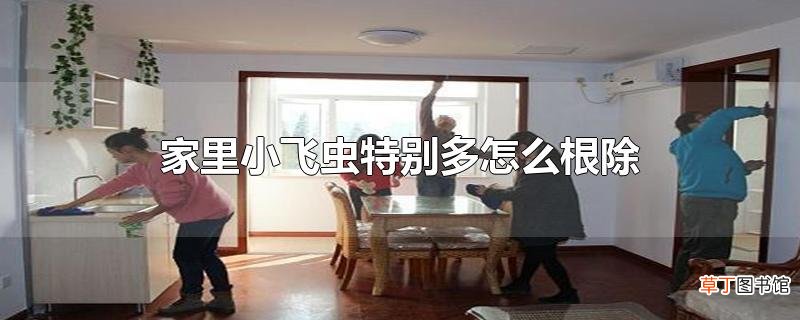 家里小飞虫特别多怎么根除