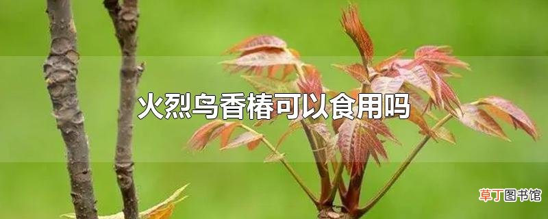 火烈鸟香椿可以食用吗