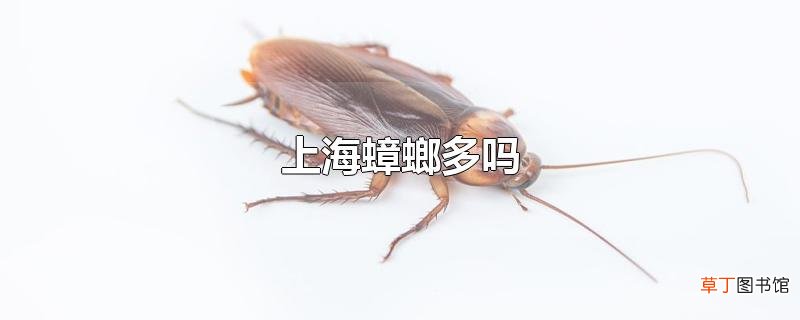上海蟑螂多吗