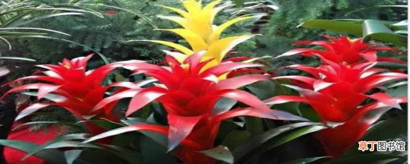 凤梨花怎么养