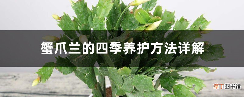 蟹爪兰的四季养护方法详解