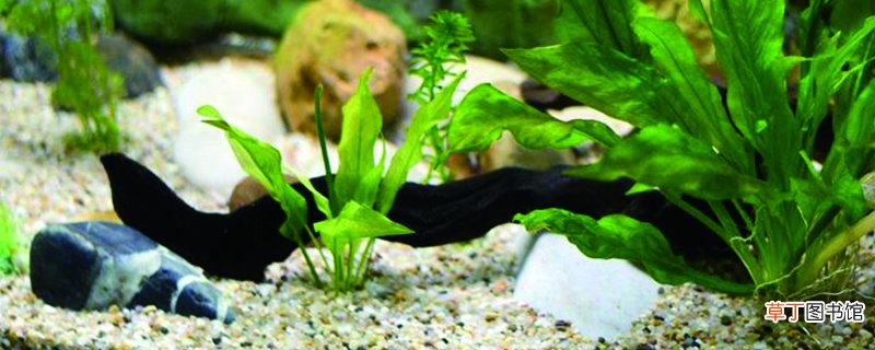步骤图解 水草种子正确种植方法