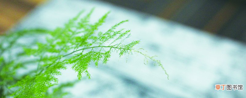 8种植物 家里放什么植物最旺财，带来美好的寓意