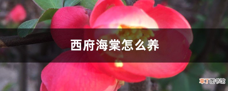 西府海棠怎么养