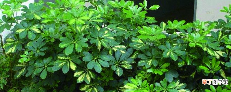 鸭掌木的养殖方法和注意事项