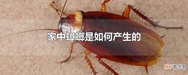 家中蟑螂是怎么产生的