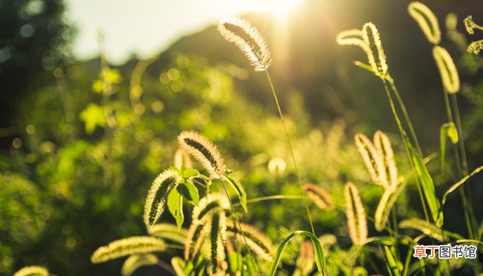春夏秋冬各有什么景色特点 春夏秋冬的景色特点有什么