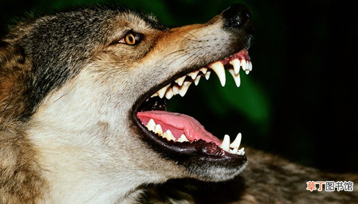 七年级上册狼的翻译 《狼》的译文