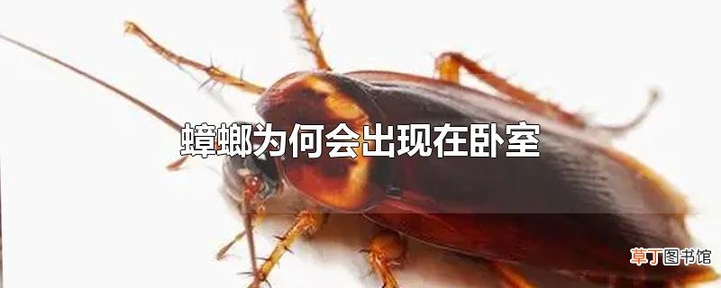 蟑螂为何会出现在卧室