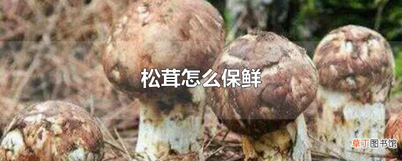 松茸怎么保鲜