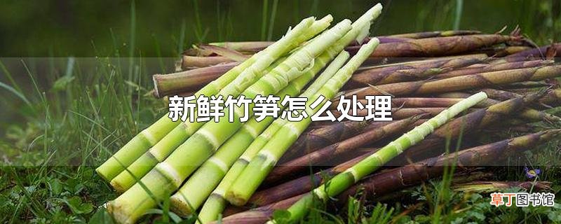 新鲜竹笋怎么处理