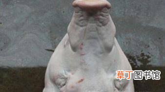 怎样自己在家做卤猪头肉？