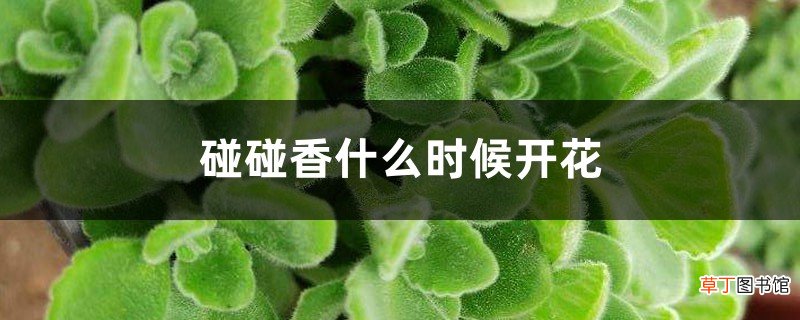 几年可以开花 碰碰香什么时候开花