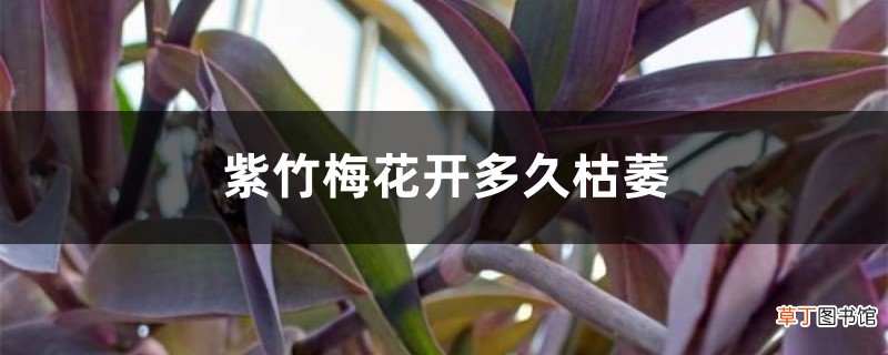 紫竹梅花开多久枯萎，花后怎么修剪和养护
