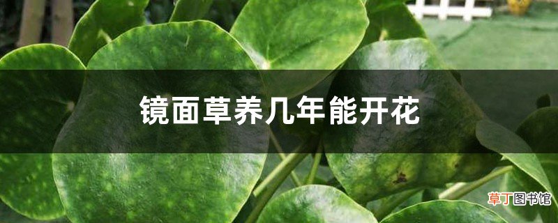 镜面草养几年能开花，开花是什么样