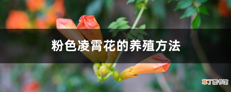 粉色凌霄花的养殖方法