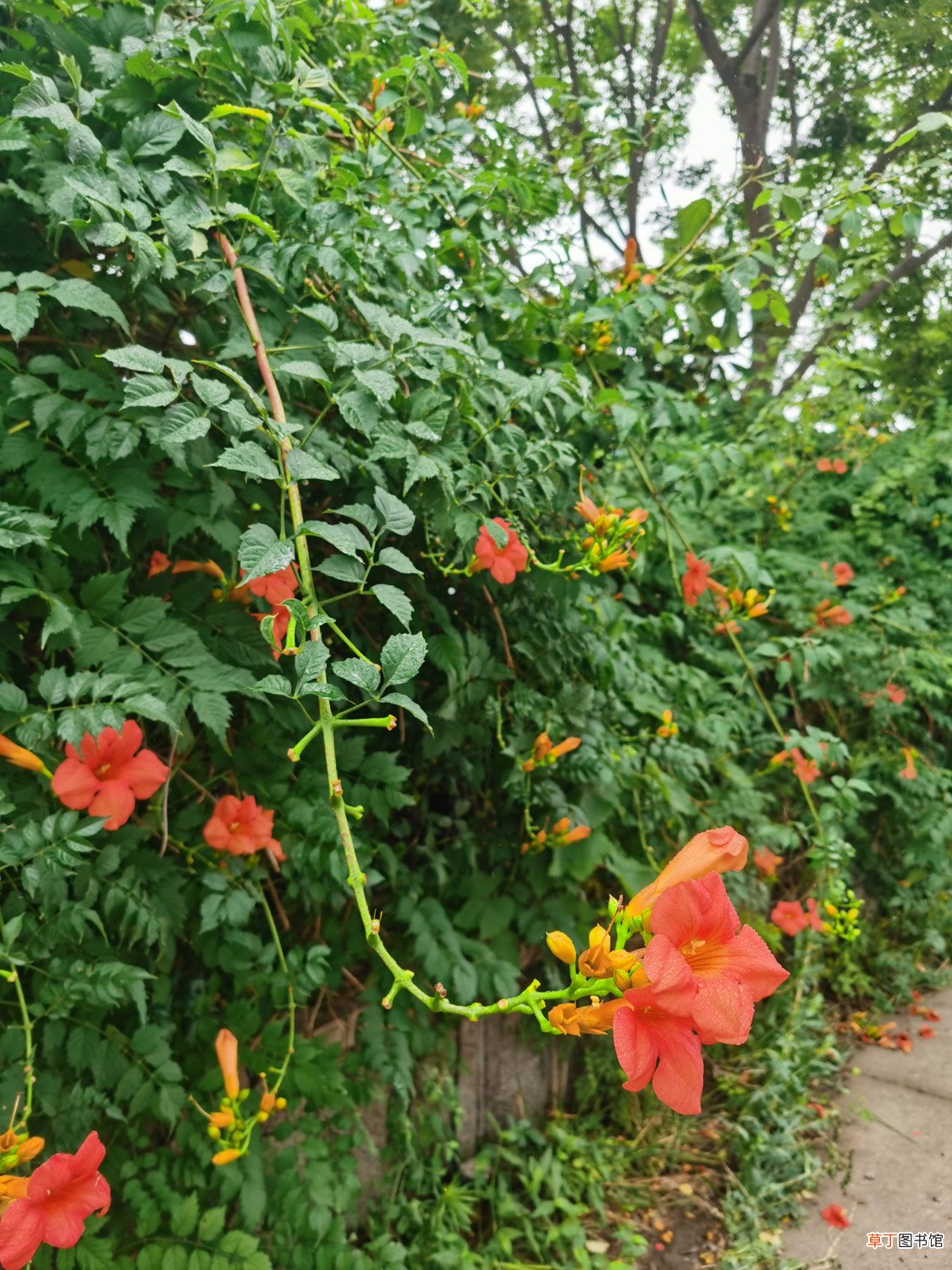 粉色凌霄花的养殖方法