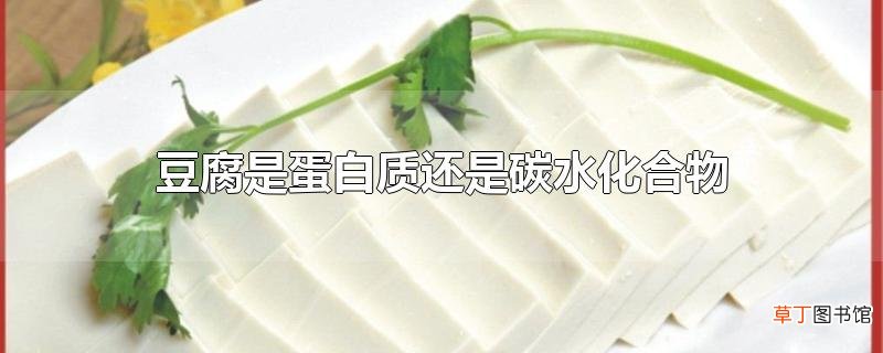 豆腐是蛋白质还是碳水化合物