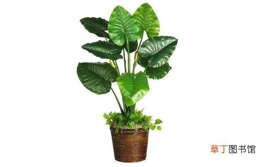 冬天如何种植滴水观音？