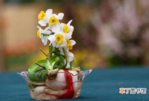 水仙花有毒吗 水仙花能放在卧室内吗