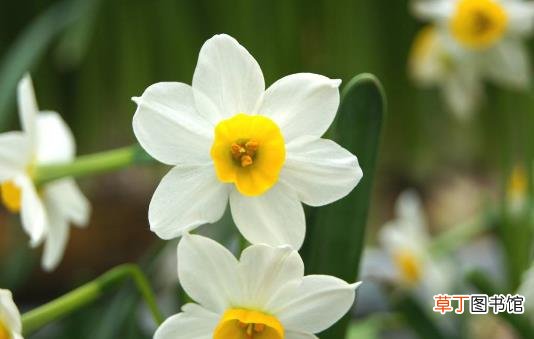 水仙花有毒吗 水仙花能放在卧室内吗