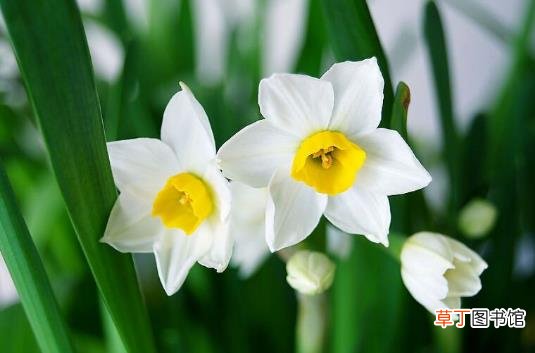 水仙花有毒吗 水仙花能放在卧室内吗