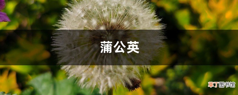 哪些人不能喝蒲公英茶，什么体质不能喝