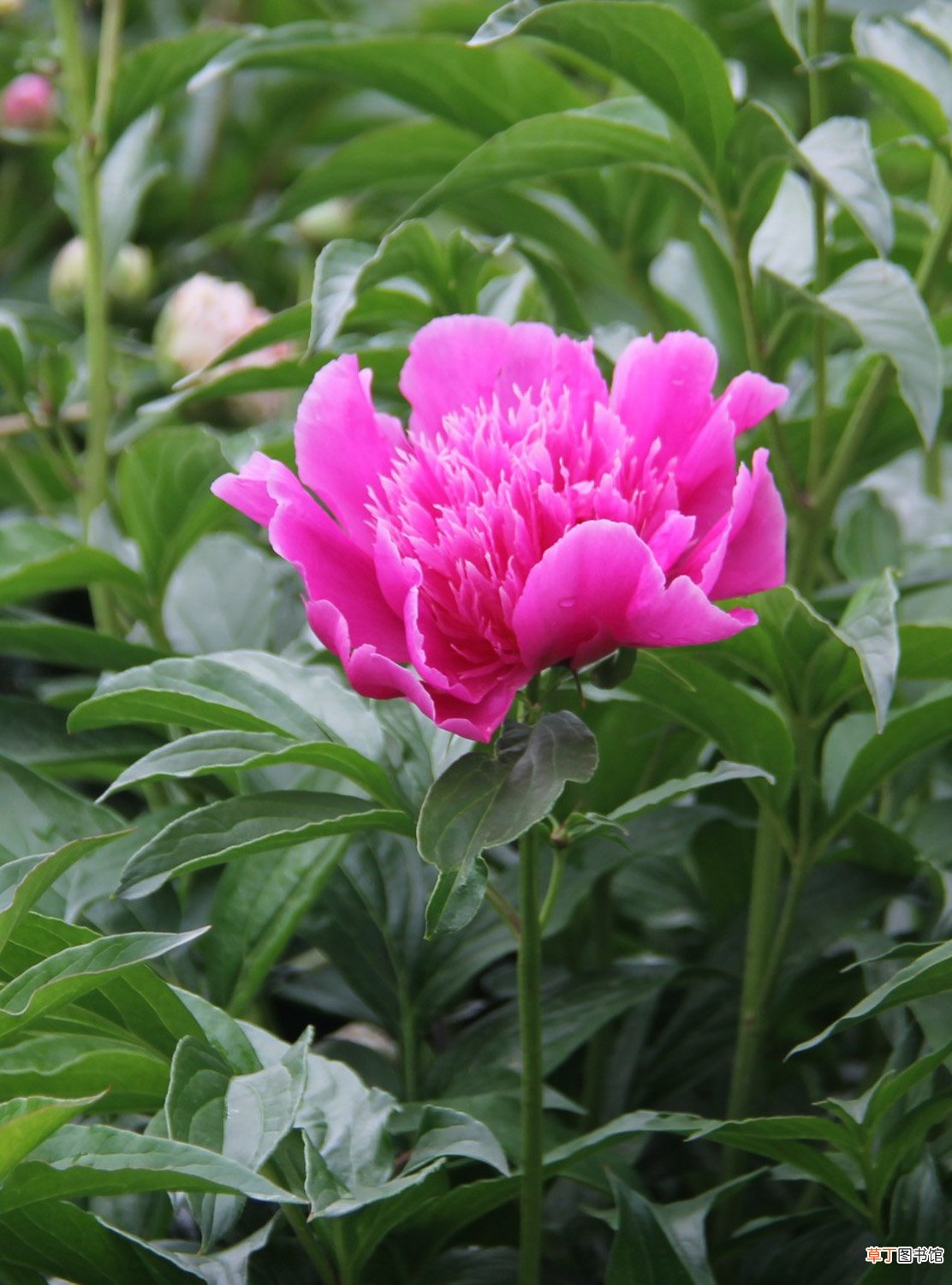 芍药花花语，有什么象征意义和传说