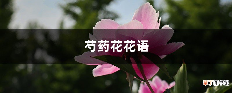 芍药花花语，有什么象征意义和传说