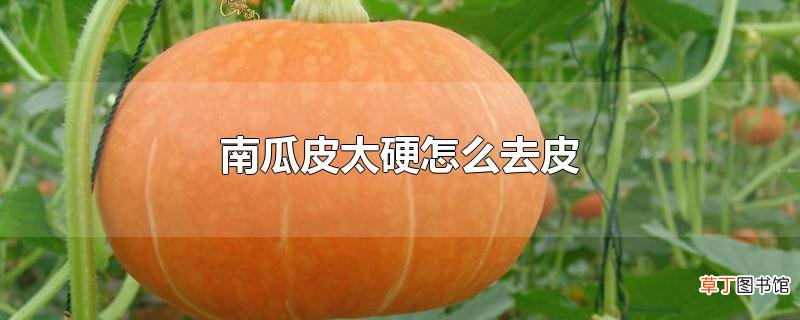 南瓜皮太硬怎么去皮