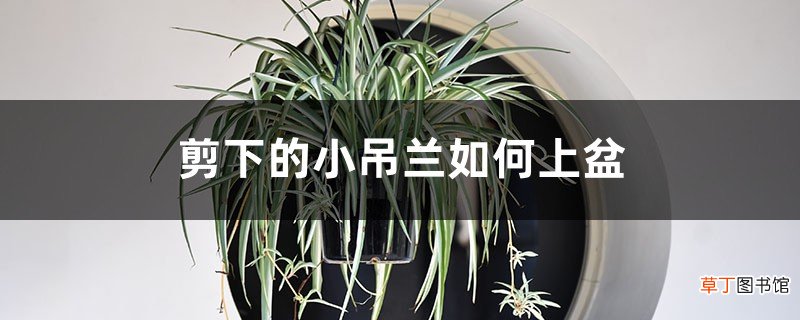 水培和土培步骤 剪下的小吊兰如何上盆