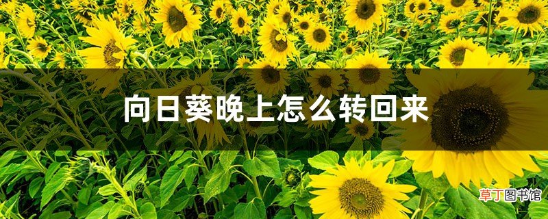 向日葵晚上怎么转回来，为什么总是向着太阳？