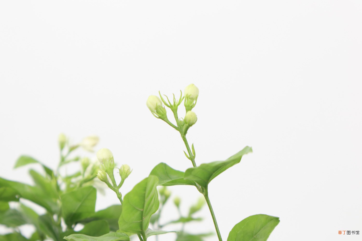 茉莉怎么养护，可以养在家中吗