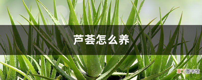 芦荟怎么养，叶子干瘪怎么办，能恢复吗