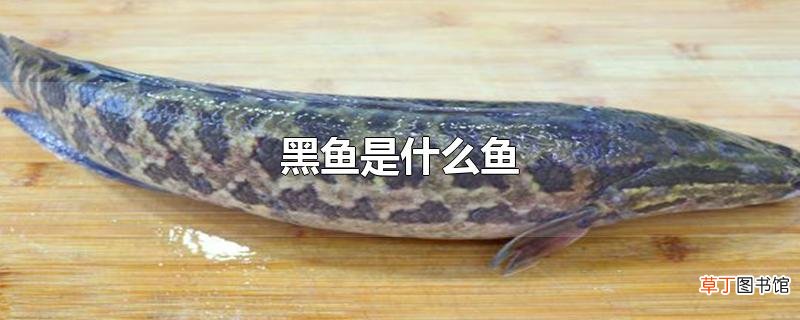 黑鱼是什么鱼