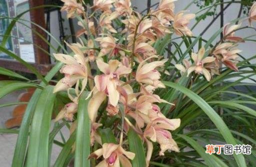 养兰花甚佳的基质 兰花爆盆枝叶蹭蹭长