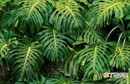 家里有异味 养这些不太起眼还能净化空气的绿色植物